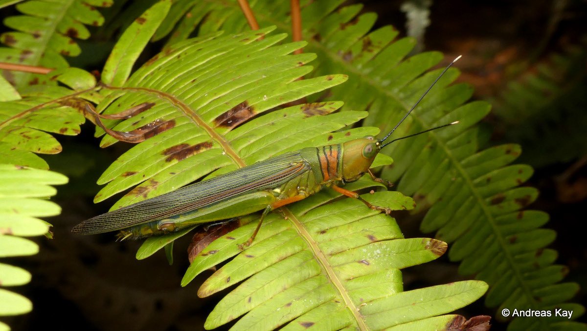 orthopterans's tweet photo. 🇪🇨 Grasshopper, Copiocerinae

📸: https://t.co/DxqyCYczUN https://t.co/837FpYU4ZV
