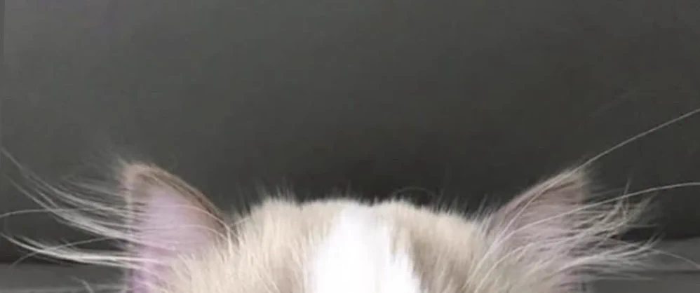 ⓐʏᴜ🐈‍⬛🎀ིྀ on X: 