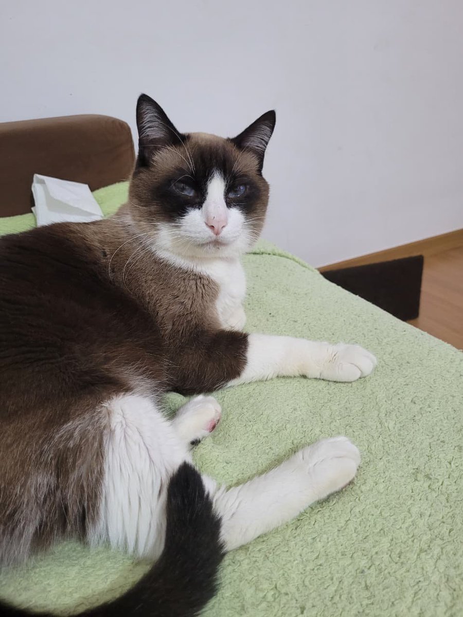 Ukill_Ya's tweet photo. Gato exemplo da raça/// minha gata https://t.co/mIW74ApFlS
