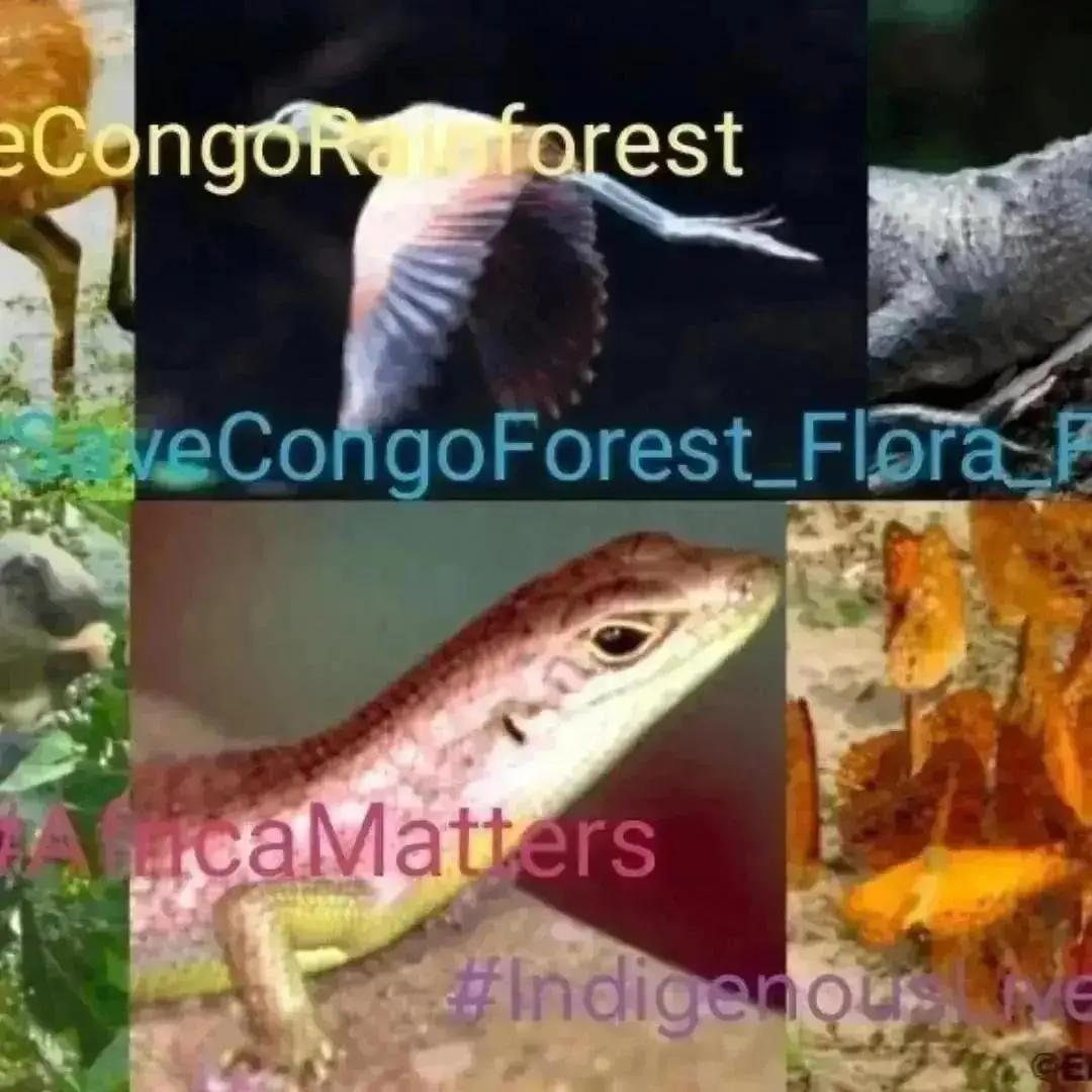stamberg_e96884's tweet photo. SaveCongoRainforest Day 2393 + 2394
#SaveCongoRainforest
#SaveCongoForest_Flora_Fauna๐ด๐ฆ #AfricaMatters #IndigenousLivesMatter
@SaveCongoForest
In Solidarity with
@vanessa_vash and
@Remy_Zahiga
The Congo Rainforest is vital in the fight for climate and social justice!โฎ๏ธ๐ https://t.co/pAG5JNUrHM