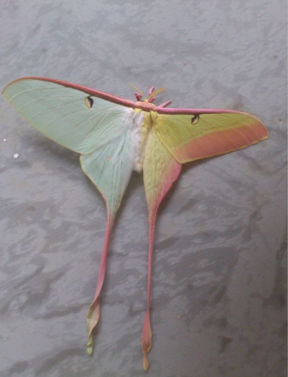 jbr_19892's tweet photo. Actias dubernardi moth ⚥

小红书 : 4696175438 https://t.co/QnQJdq1ozA