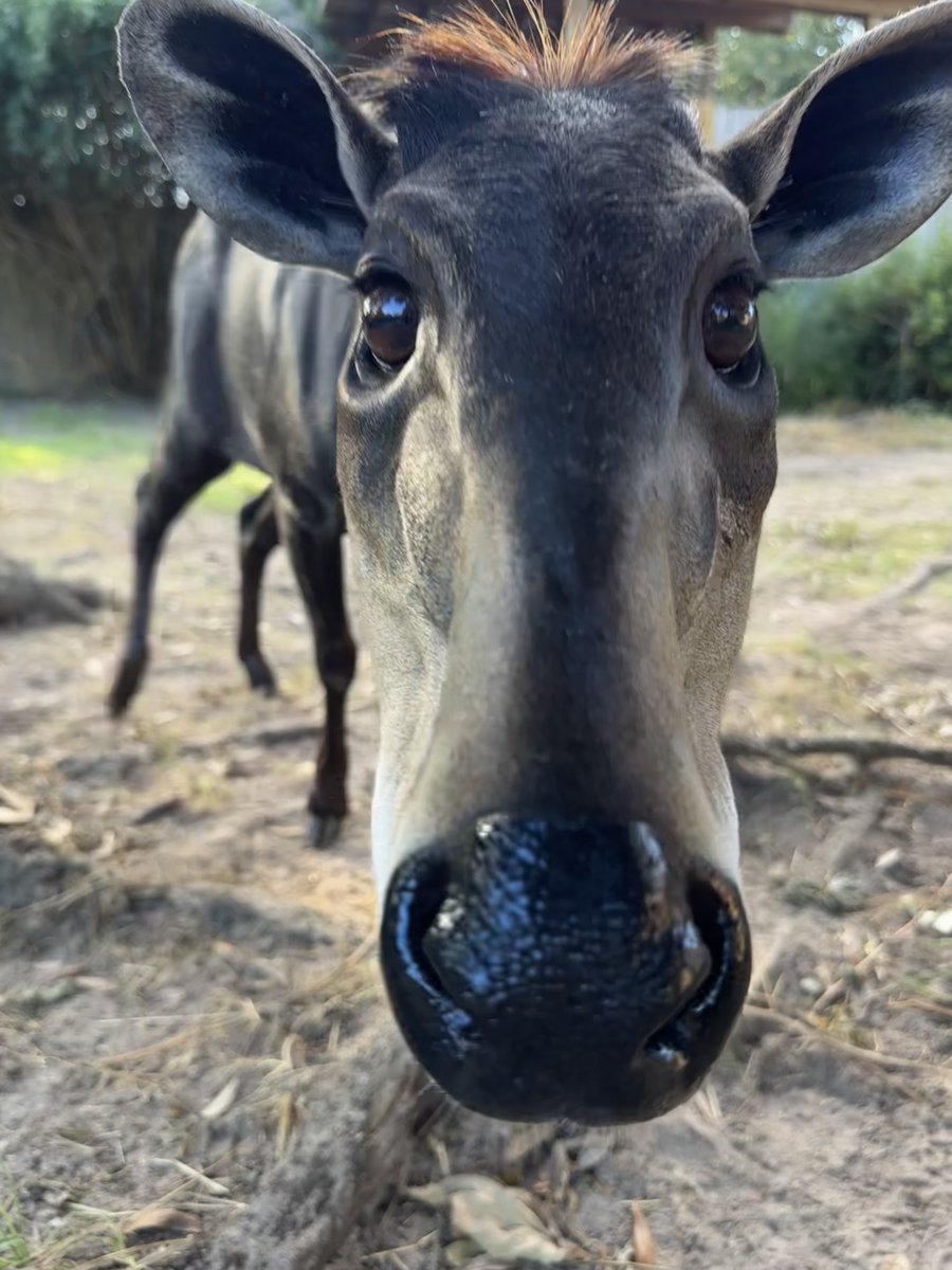 houstonzoo's tweet photo. You've just been booped by Pumpkin, our yellow-backed duiker 😎 

Don't forget Zoo Boo presented by King &amp; Spalding is happening now through October Get your Fun Fall Pass here: https://t.co/2reNJeqsu7 https://t.co/VWVbcb5ja9