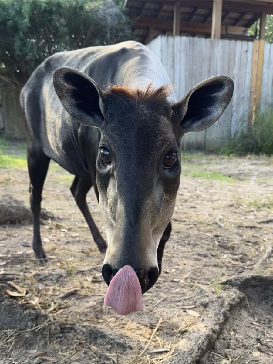 houstonzoo's tweet photo. You've just been booped by Pumpkin, our yellow-backed duiker 😎 

Don't forget Zoo Boo presented by King &amp; Spalding is happening now through October Get your Fun Fall Pass here: https://t.co/2reNJeqsu7 https://t.co/VWVbcb5ja9