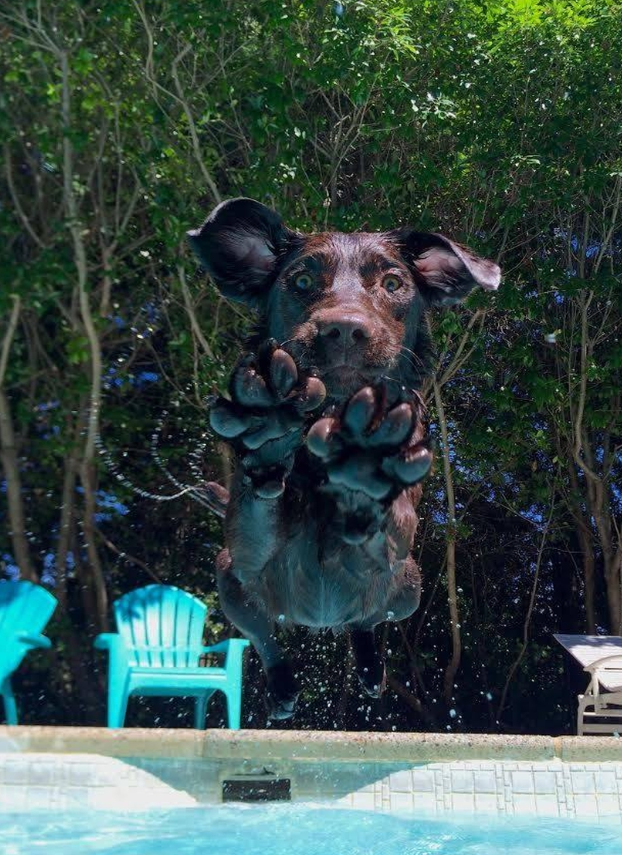 BestinDogs's tweet photo. "Best photo ever taken" 😍❤️ https://t.co/VyqRp8gS8D