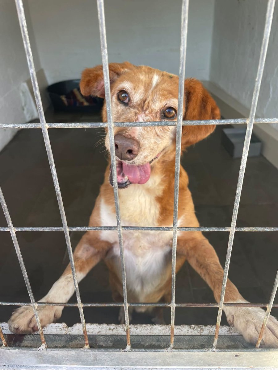 SosAbuelos1's tweet photo. #PONTEVEDRA
#ROBY es este peque de 15 y 10 años con un mal pasado. Es ahora cuando va superando sus miedos
Tiene que aprender a vivir en un hogar.
Es muy bueno y su relación con otros perros es fantástica.
Puede viajar si vienes a buscarlo
Solo WhatsApp 634455044 https://t.co/ruWd7AZrdN