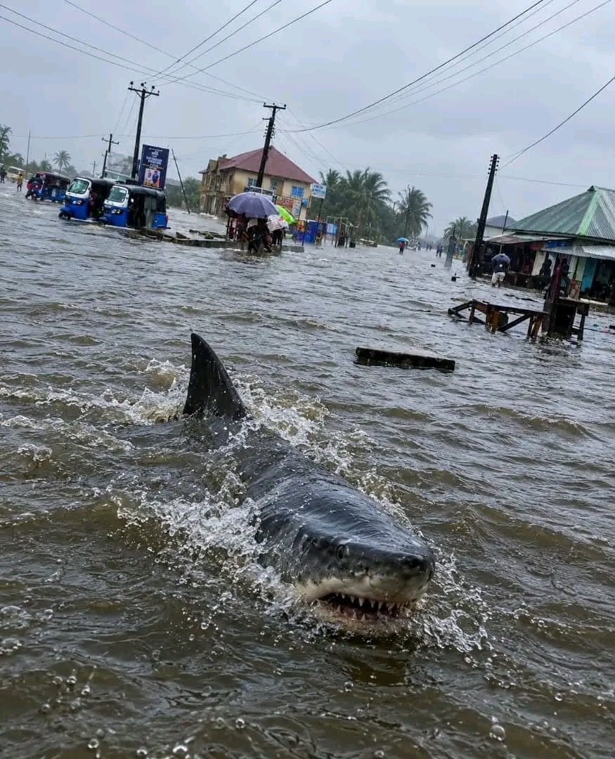 Happinesspn0's tweet photo. Shark 🦈 spotted at Odili road port harcourt today after a downpour. https://t.co/KxfjEClh5g