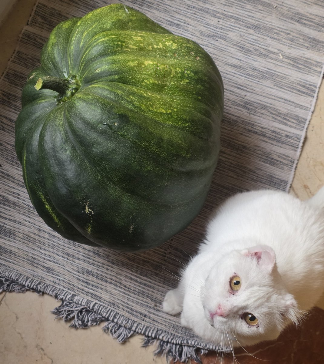 findherstardust's tweet photo. so i planted a pumpkin and now i have monstrous pumpkins!! happy spooky season https://t.co/rKr3b6bi6w