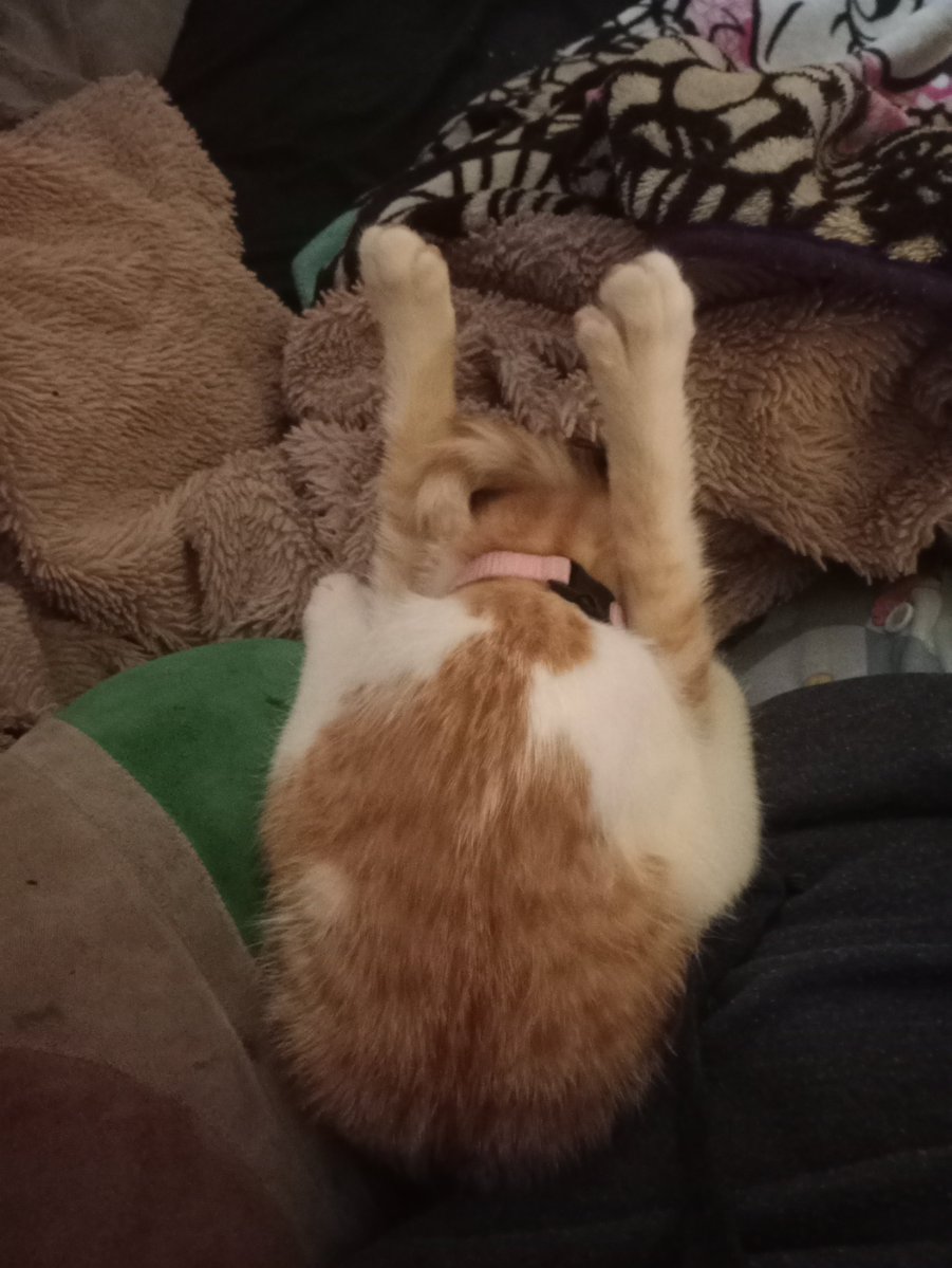 druggedoutduck's tweet photo. Yeah bro sure whatever's comfortable for you. https://t.co/wzonJA6hJT