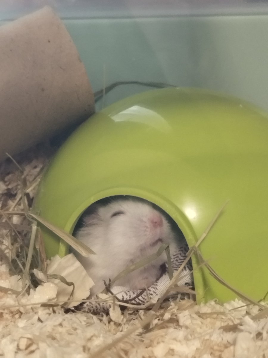 AlexandriteRat's tweet photo. 🐹🫶 https://t.co/ebI5z3Ei2z