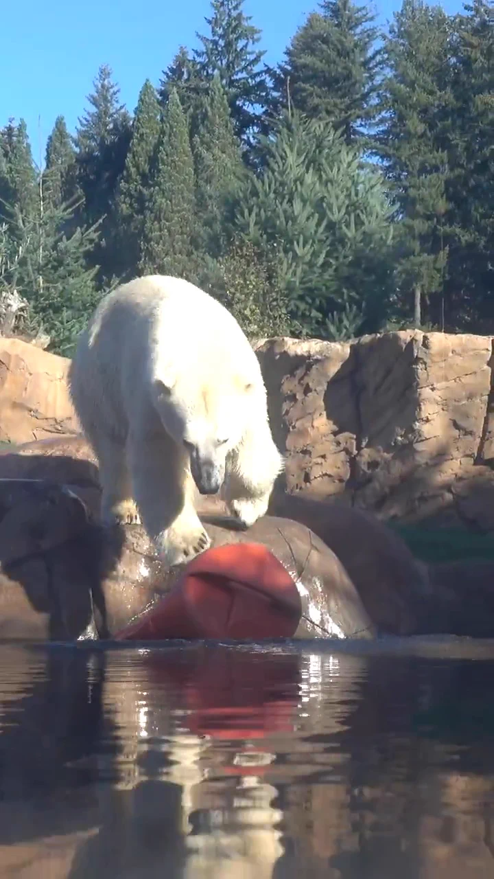 Oregon Zoo (@OregonZoo) on X