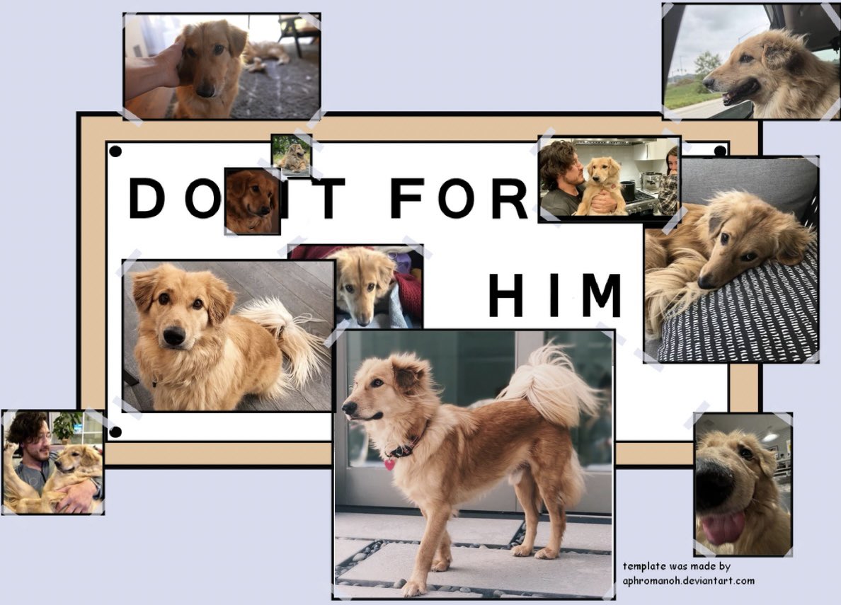 warfsbubblegum's tweet photo. I saw a couple of clips from Distractable of Mark talking about Henry and I thought of this when he said he had pictures of Henry to look at 
Rest in peace Henry, you were so loved ❤️ https://t.co/qWNnj2lCCQ