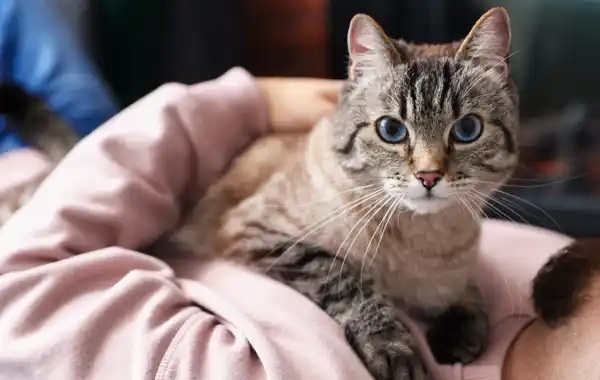 DonnerTruckeeVH's tweet photo. Your cat really does love you, science suggests https://t.co/iC9obElYIw
.
.
.
.
#pets #dtvet #donnertruckeepethospital #vets #vet #veterinariantechnician #veterinarians #cats #furryfriends #furbabies #furbaby #kittens #cat #lovemycats #catbehavior #catlovers #kittylove https://t.co/CftWvY2pKz