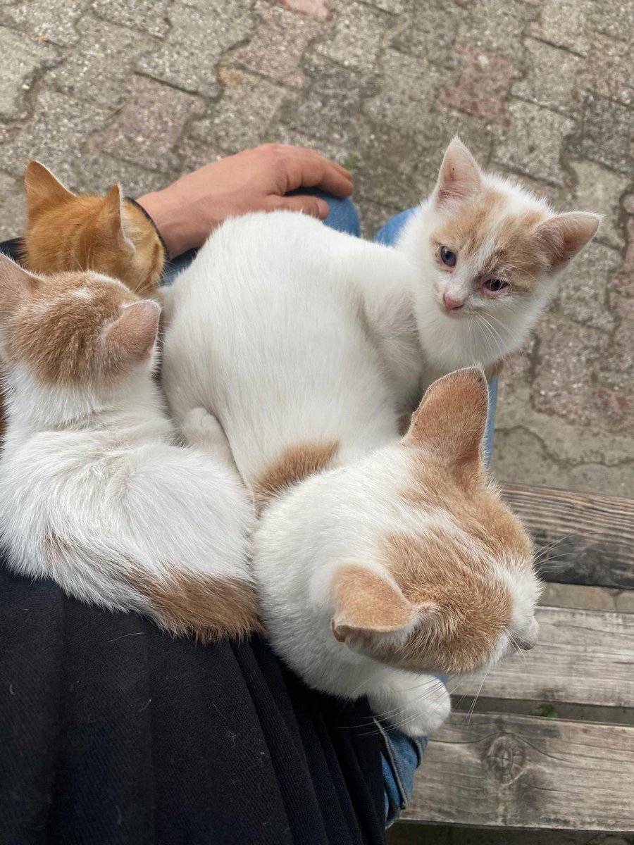 bulutumbenim's tweet photo. Sakarya'da 3 yavru kedi buldu arkadaşım. Anneleri yok kendi de ilgilenemiyormuş çalıştığı için. Oralarda yardım edecek birileri var mıdır?? Lütfen rt. https://t.co/ISrbRvlogJ