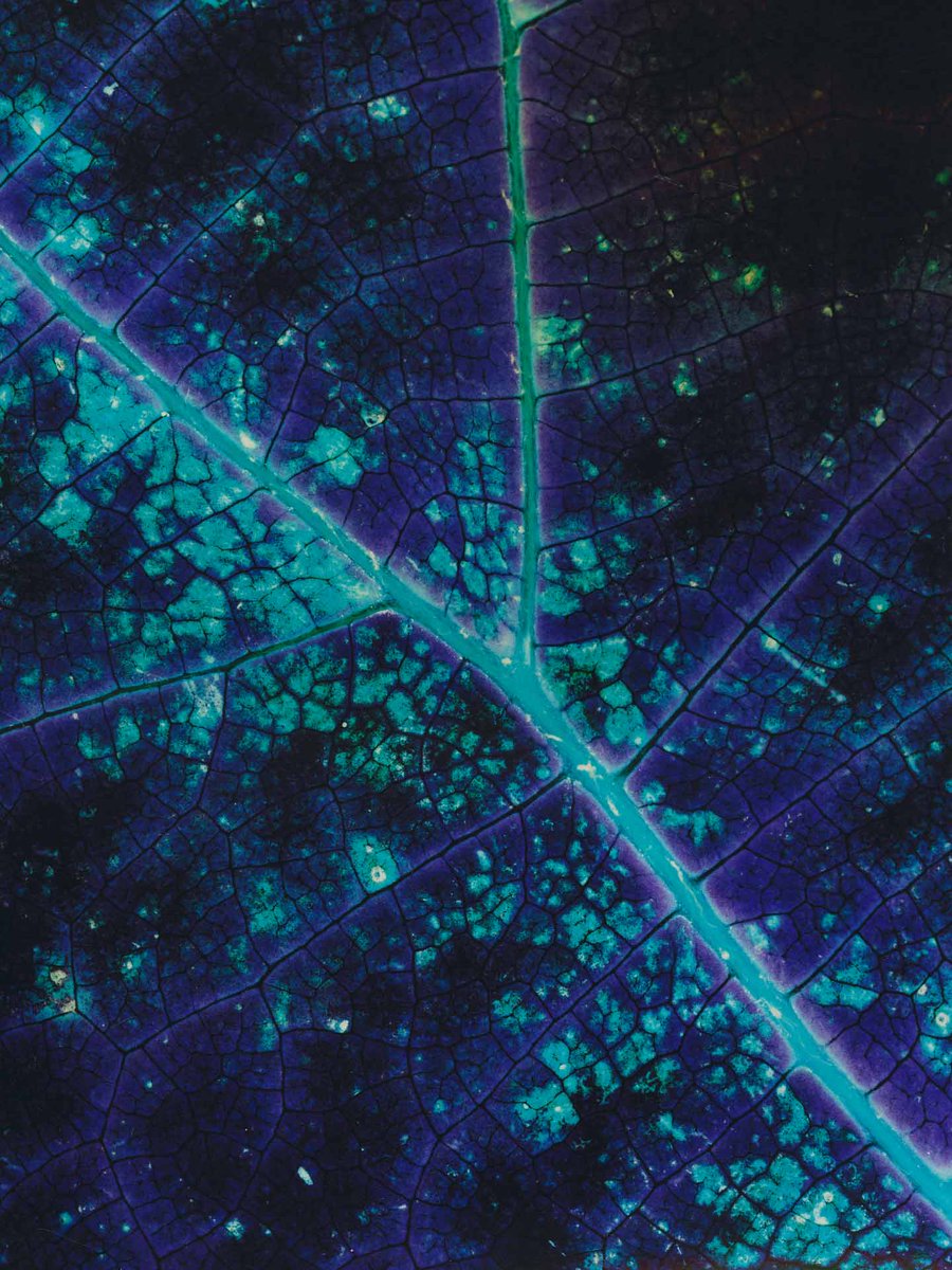 AestheticaMag's tweet photo. #AsSeenInPrint | Meet Svetlana Talanova

These pictures, from 'PhotoSynthesis' and 'No Less Than Others', were made directly on photosensitive paper by exposing natural materials to light.

Discover new artists in Aesthetica Magazine.

Subscribe &amp; Save 50% https://t.co/OFxML9OIu6 https://t.co/WnQM2GqeXO