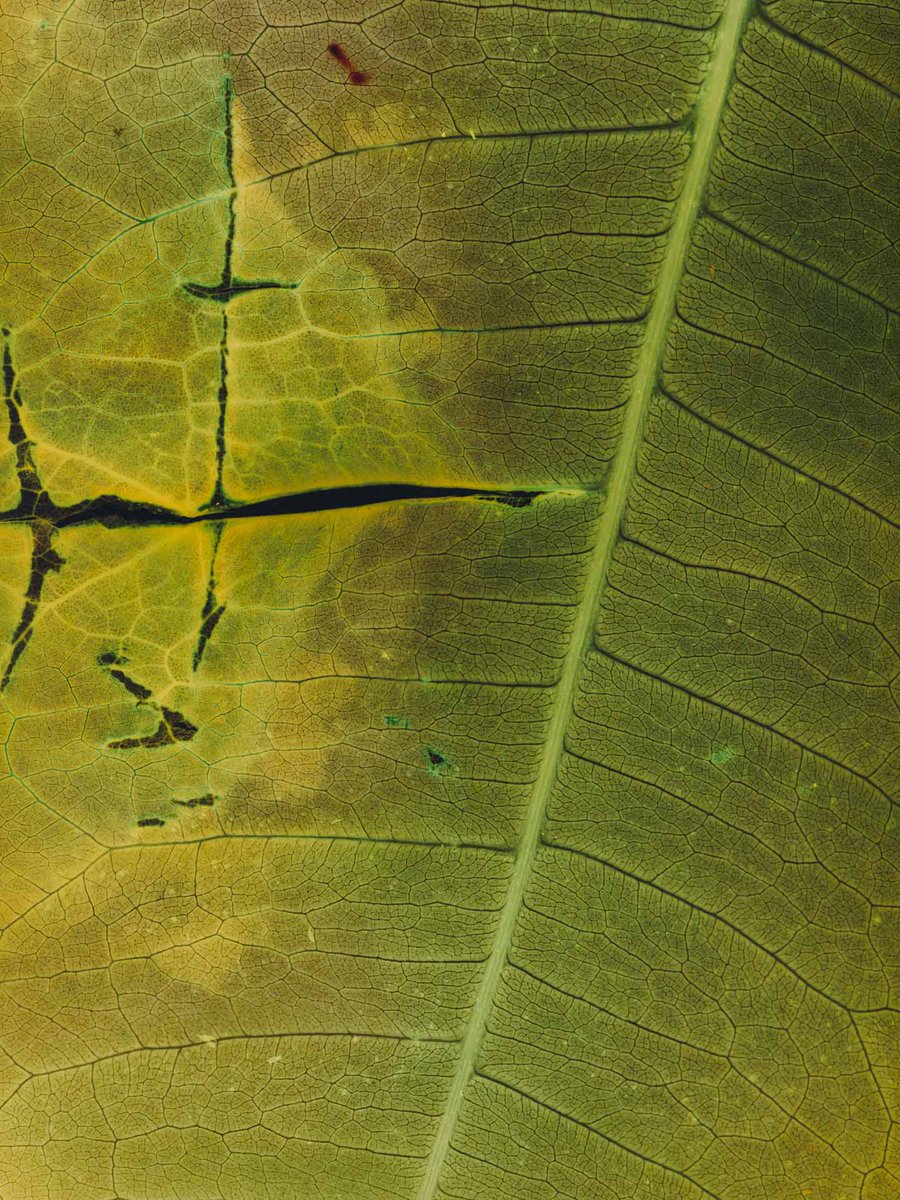 AestheticaMag's tweet photo. #AsSeenInPrint | Meet Svetlana Talanova

These pictures, from 'PhotoSynthesis' and 'No Less Than Others', were made directly on photosensitive paper by exposing natural materials to light.

Discover new artists in Aesthetica Magazine.

Subscribe &amp; Save 50% https://t.co/OFxML9OIu6 https://t.co/WnQM2GqeXO