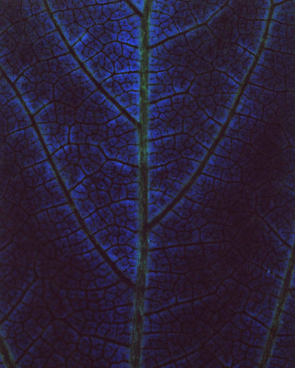 AestheticaMag's tweet photo. #AsSeenInPrint | Meet Svetlana Talanova

These pictures, from 'PhotoSynthesis' and 'No Less Than Others', were made directly on photosensitive paper by exposing natural materials to light.

Discover new artists in Aesthetica Magazine.

Subscribe &amp; Save 50% https://t.co/OFxML9OIu6 https://t.co/WnQM2GqeXO