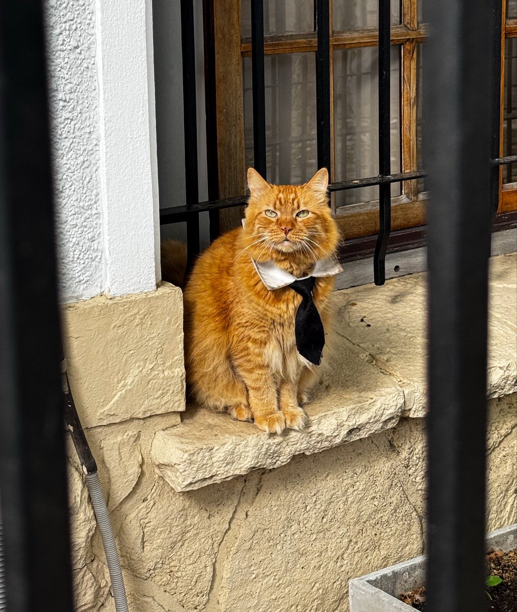 DamiBlancoo's tweet photo. Venía siendo un Lunes bastante gris hasta que me crucé a este gatito con corbata https://t.co/2Wqu8JOsD7
