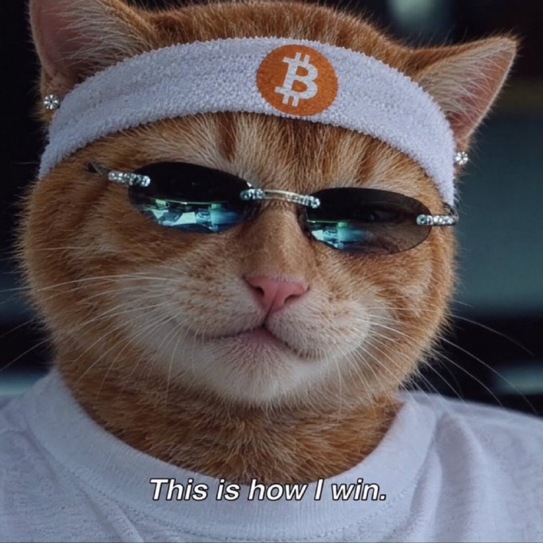 BTCbuythecat's tweet photo. That’s our mission at Buy The Cat. We’re not degens here for quick hype, we’re a long term community movement using cat memes as a vehicle to educate people about Bitcoin, and have some fun while doing it.

We’re getting some good responses from Bitcoiners, who have never in their lives entertained a memecoin, but finally see: oh wow, this actually is a good outreach vehicle. Some of us in the coin have ourselves been Bitcoiners for many years before getting into memes.