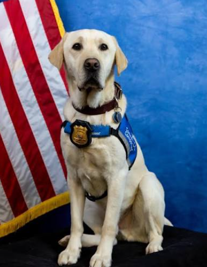 BrooksideBruins's tweet photo. New Castle County Police Officers and their facility dog, Wombat, are teaming up with Brookside Elementary to promote safe walking habits for our students on National Walk to School Day!
#NCCP #ChristinaStrong #BrooksideBEST https://t.co/RVe5CEzSIi