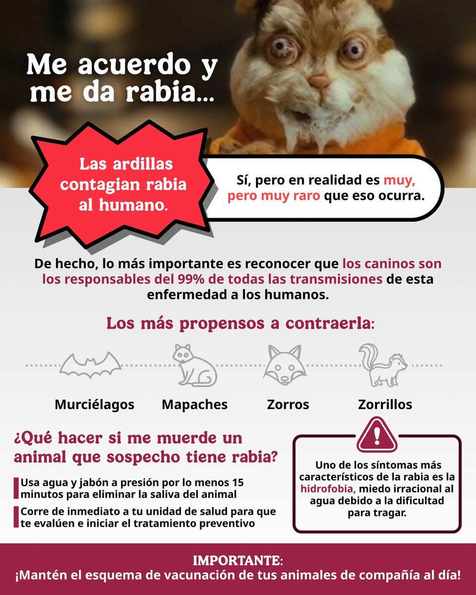 ISSSTE_mx's tweet photo. ¿Babitas? Solo las tuyas "mailov". 🥰

🤤 La saliva, por medio de una mordedura o un rasguño, es el medio por el que un animal portador puede contagiarnos rabia, una infección viral del sistema nervioso, por ello, ante cualquier sospecha de que el animal tenga rabia, debemos acudir al médico. 🏥

Toma nota de sus principales síntomas:
🫧 Fiebre y dolor de cabeza al principio.
🫧 Hidrofobia (miedo o espasmos intensos al intentar beber agua).
🫧 Agitación, confusión y agresividad.
🫧 Parálisis progresiva que lleva al coma y a la muerte.
