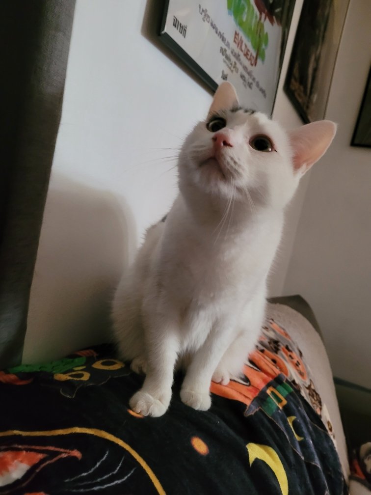 TheCatMalice's tweet photo. My Humommy seem sad so I get pets to cheer her up. She tells me she lubs me and den Nyxy and I patrol. #zshq https://t.co/Jbj6Gc4qoA