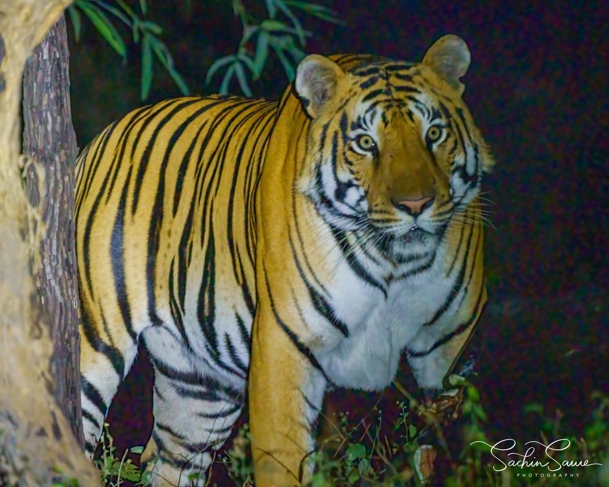 ColeneHaulu0y's tweet photo. Jungle Ki Rani — Queen of the Jungle

A few years ago, I visited Madhya Pradesh, India, for my first safari there. At night near Reni Pani Lodge, I photographed a tigress moving her cubs away from a male, then returning to the kill to feed and care https://t.co/U61CMMfiia