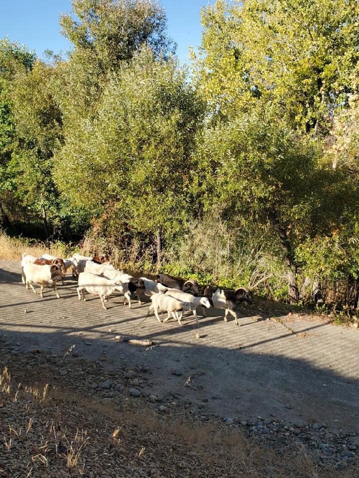 TeamAPCIA's tweet photo. Sending goats to reduce ignitable grasses near homes helps prepare for peak wildfire risk in California. Goat sightings are also a reminder for homeowners to do a financial insurance check up and prepare their property for wildfires. 

Learn more-https://t.co/SlhVKNtSEc https://t.co/ICats8J0RE