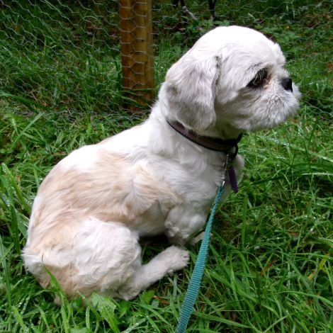millypod1's tweet photo. 🆘26 SEPT 2026 #Lost Cotton #ScanMe
Shih Tzu Female
Extremely Nervous ex Breeder.  Petrified of people.
Pantscythan Fawr #Croeslan #Llandysul #Ceredigion #SA44 #Carmarthenshire #Wales
https://t.co/39JHfP0Oh6 https://t.co/PTkqdcDZlK