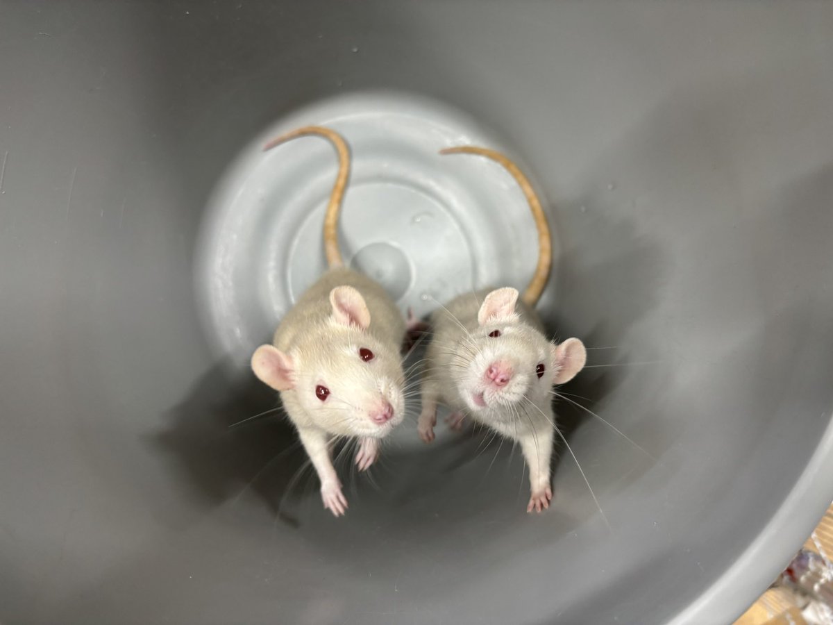 RINGO_rat0305's tweet photo. みて、、、可愛すぎて滅、、、、 https://t.co/94Gf6UJpzY