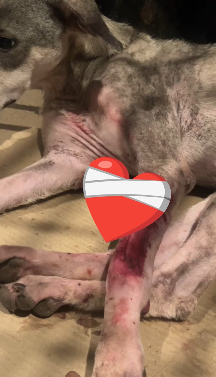 HomeStrays's tweet photo. Mave is through with the surgery ❤️‍🩹 She has regained consciousness & is currently stable.
This really wouldn't have been possible without your support. Mave will have to stay at the vets for atekast 4 weeks after which she can be moved to a comfortable foster home. Vets are hopeful that she will be able to use her limb again but it will take a lot of time, care & medication.
You can still donate towards her vet stay, even $5 helps ensure her healing ❤️‍🩹
https://t.co/Kf01BmzuNS