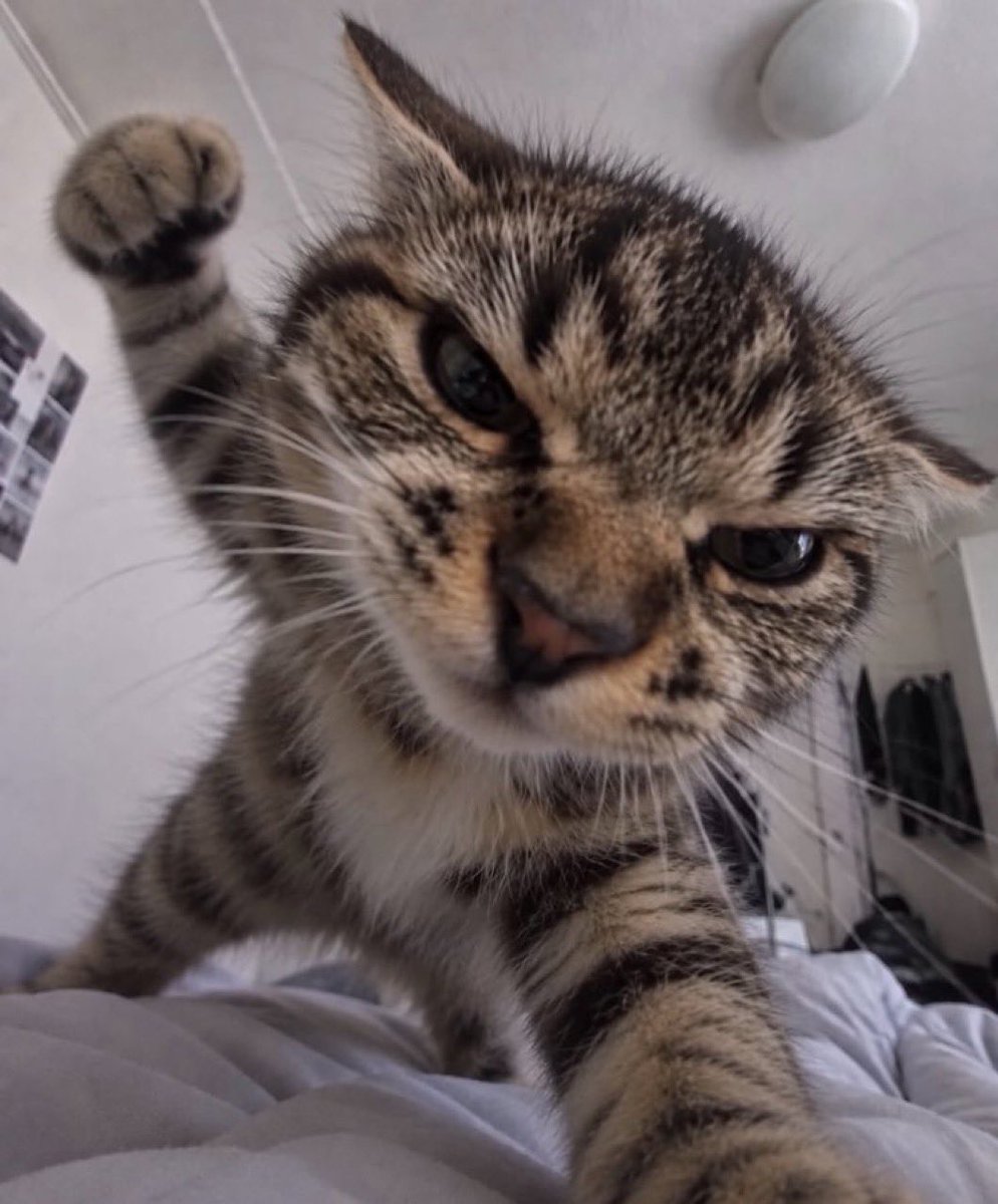 miceborned's tweet photo. Test https://t.co/uRyzF0tfvx
