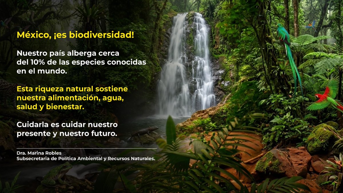 mroblesg's tweet photo. La #biodiversidad de México es mucho más que una cifra: es agua, alimento, identidad y bienestar. 🌿

Cada especie cumple una función en el equilibrio de nuestros ecosistemas. Proteger esta riqueza y restaurar lo que hemos perdido es también cuidar nuestro futuro común. https://t.co/yh2AEm2HT1