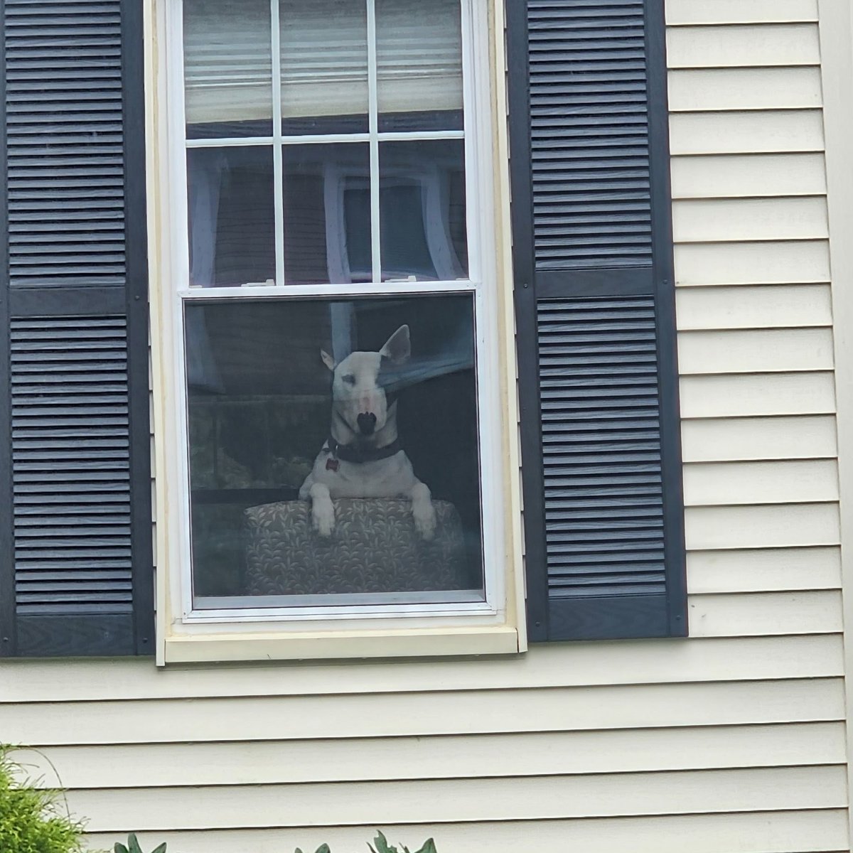 rexthetvterrier tweet picture