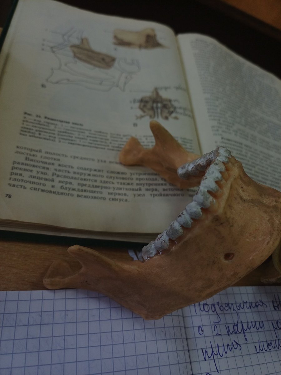 F14_Mef's tweet photo. Mandibula ебучая(4 за неё поставили) https://t.co/kvu4icIKLA