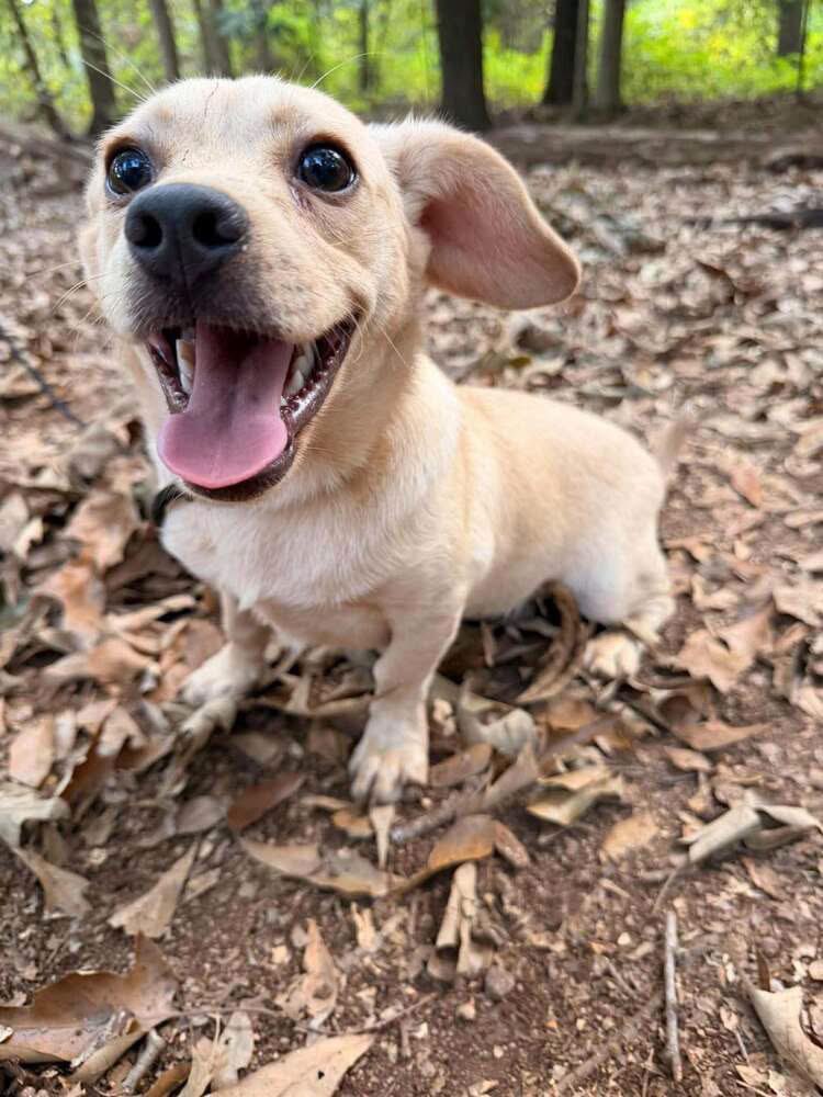 HoundsInPounds's tweet photo. Huey  
Age: 5 months 🍼
Weight: 13.7 lbs ⚖️
Fully vetted, neutered, chipped ✨
Fostered in Camden County, NJ 📍
Available in NY, NJ, CT, PA, ME, VT, VA, DE, MD, RI, NH 🚐💨
Apply at https://t.co/PSckBKNJtg 🧡
👇 https://t.co/bqW2sE0xtg