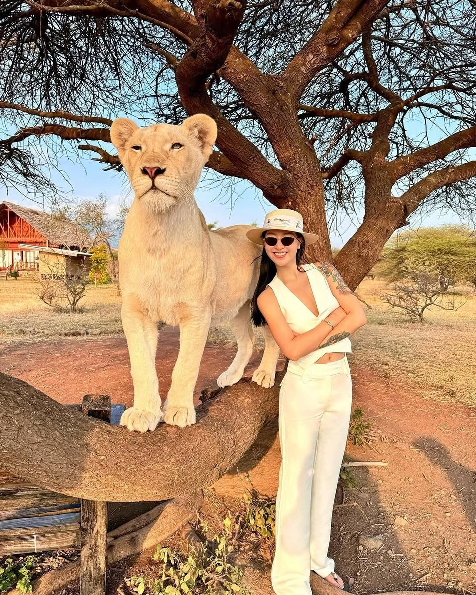 JustCasper_2's tweet photo. Can you take a picture with a Lioness? https://t.co/udhyFhfQlr
