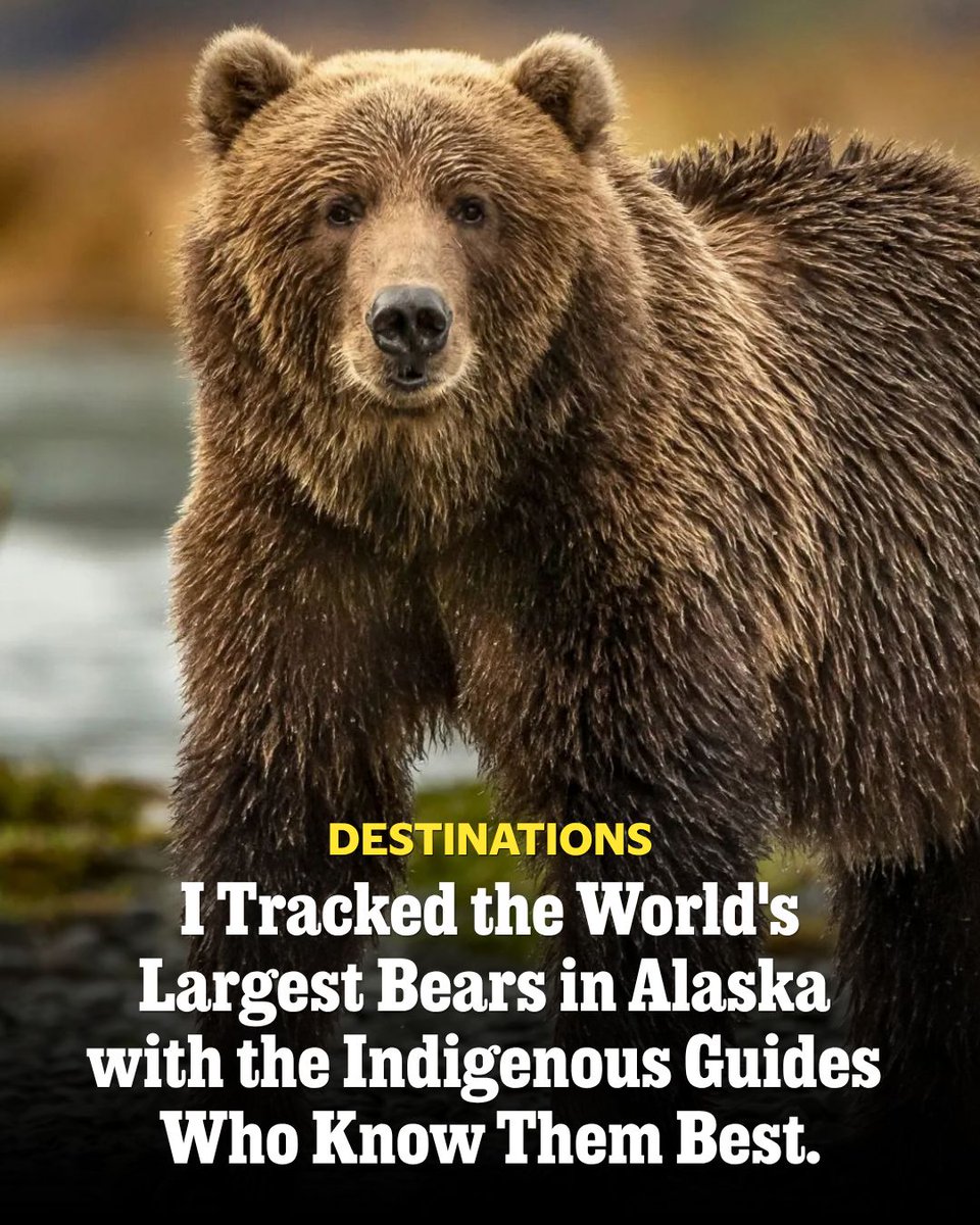 outsidemagazine's tweet photo. The guides at Kodiak Brown Bear Center and Lodge see Kodiak bears daily. They name them, learn their personalities and habits, follow the cubs as they grow up, and have the privilege of watching them return season after season. There’s a unique respect and understanding between the bears and the Indigenous guides.

Kodiak bears are part of Alutiiq culture and spiritual heritage, and have provided essential resources for survival, including food and warm clothes and bedding. The bears are respected for their strength, and the relationship between the Alutiiq people and the bears is believed to be connected to the spirit world.

https://t.co/rCXbmxXabM