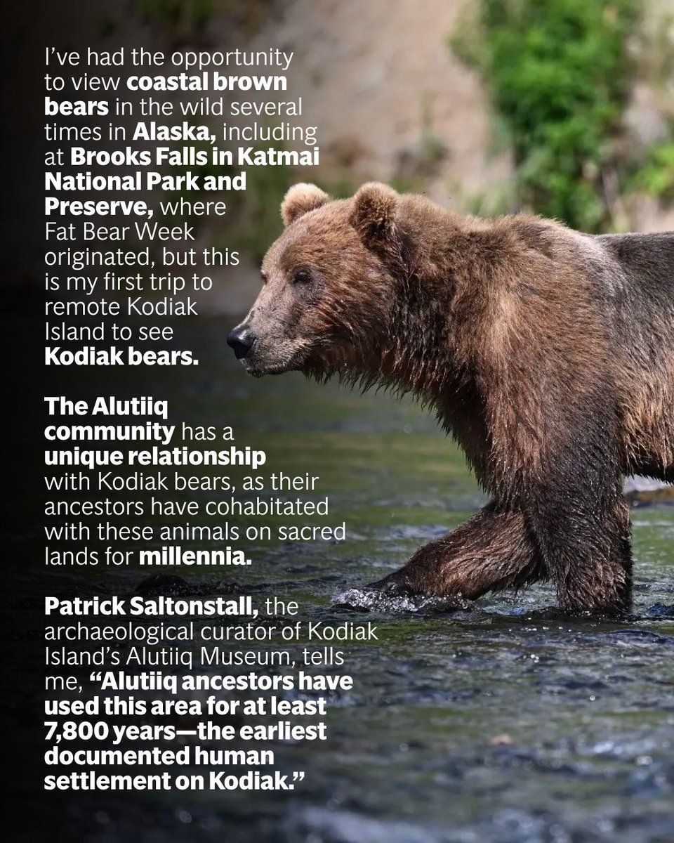 outsidemagazine's tweet photo. The guides at Kodiak Brown Bear Center and Lodge see Kodiak bears daily. They name them, learn their personalities and habits, follow the cubs as they grow up, and have the privilege of watching them return season after season. There’s a unique respect and understanding between the bears and the Indigenous guides.

Kodiak bears are part of Alutiiq culture and spiritual heritage, and have provided essential resources for survival, including food and warm clothes and bedding. The bears are respected for their strength, and the relationship between the Alutiiq people and the bears is believed to be connected to the spirit world.

https://t.co/rCXbmxXabM