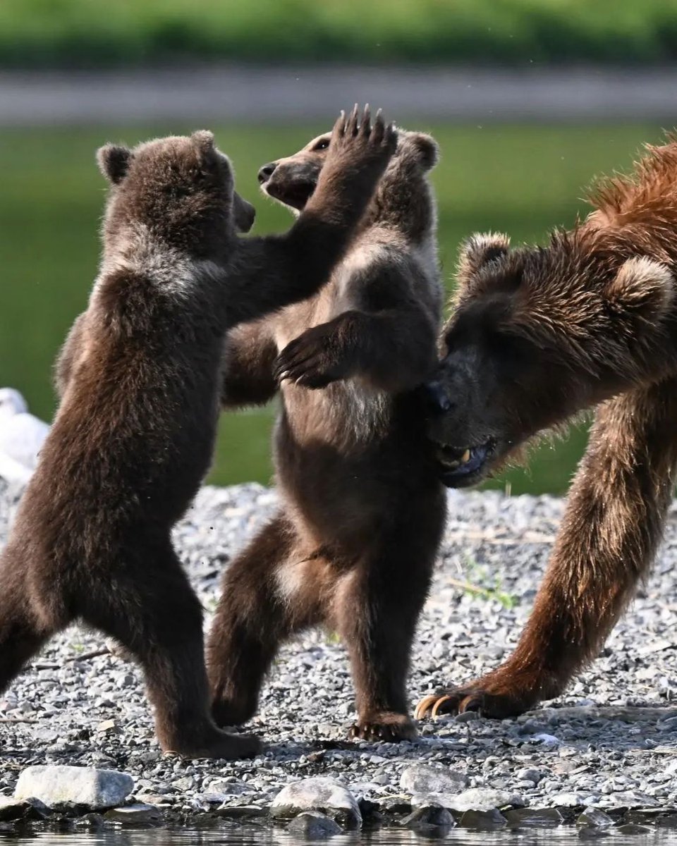 outsidemagazine's tweet photo. The guides at Kodiak Brown Bear Center and Lodge see Kodiak bears daily. They name them, learn their personalities and habits, follow the cubs as they grow up, and have the privilege of watching them return season after season. There’s a unique respect and understanding between the bears and the Indigenous guides.

Kodiak bears are part of Alutiiq culture and spiritual heritage, and have provided essential resources for survival, including food and warm clothes and bedding. The bears are respected for their strength, and the relationship between the Alutiiq people and the bears is believed to be connected to the spirit world.

https://t.co/rCXbmxXabM