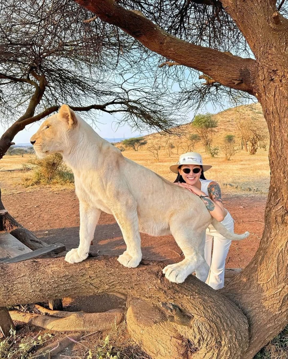JustCasper_2's tweet photo. Can you take a picture with a Lioness? https://t.co/udhyFhfQlr