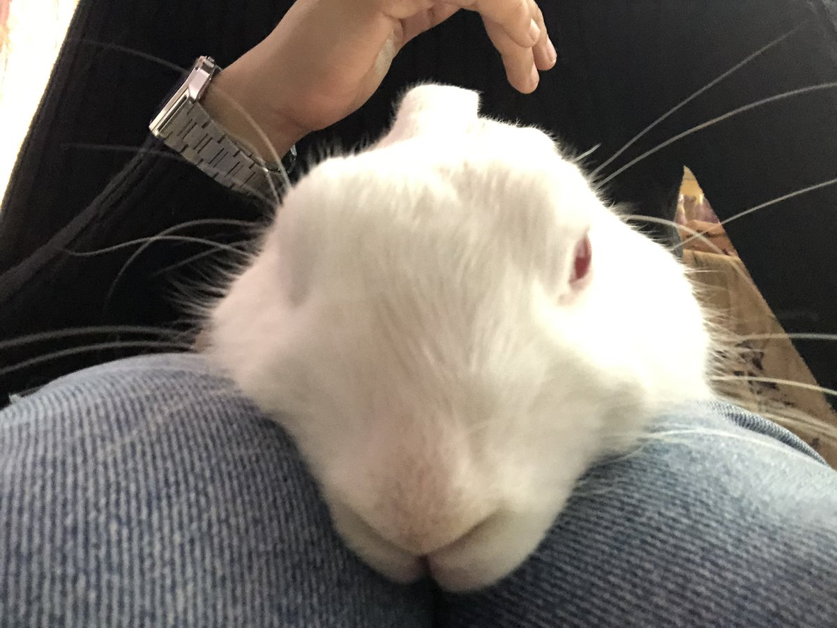 Gooseling_exe's tweet photo. @blckpnthrmltn I lost my rabbit on 28 jan life hasn’t been the same since https://t.co/gv7ZRQWIr3
