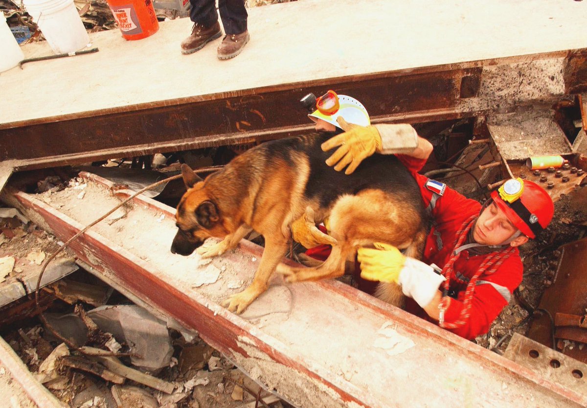 25YearsAgoLive's tweet photo. Rescue dogs are recalled from Ground Zero, as there are clearly no more survivors under the rubble. 

The dogs had been getting demoralized, so rescue workers had been playing dead so that the dogs could “discover” them. https://t.co/KLzlucs1WR