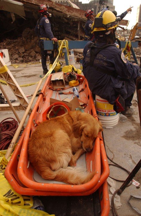 25YearsAgoLive's tweet photo. Rescue dogs are recalled from Ground Zero, as there are clearly no more survivors under the rubble. 

The dogs had been getting demoralized, so rescue workers had been playing dead so that the dogs could “discover” them. https://t.co/KLzlucs1WR