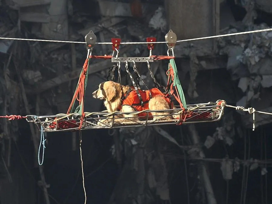 25YearsAgoLive's tweet photo. Rescue dogs are recalled from Ground Zero, as there are clearly no more survivors under the rubble. 

The dogs had been getting demoralized, so rescue workers had been playing dead so that the dogs could “discover” them. https://t.co/KLzlucs1WR