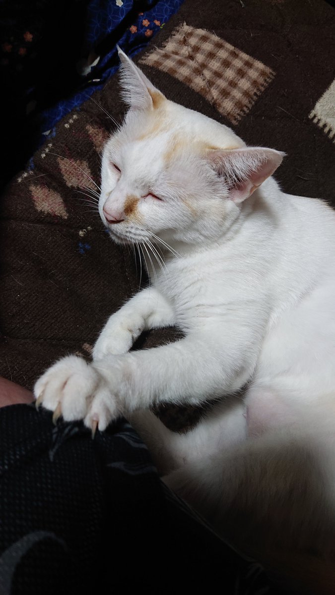 kyokora's tweet photo. 「ねーちゃん部屋行くでー？一緒に行く？」って とうふ に聞いたら引き留められたw https://t.co/FDU8WPwbsn