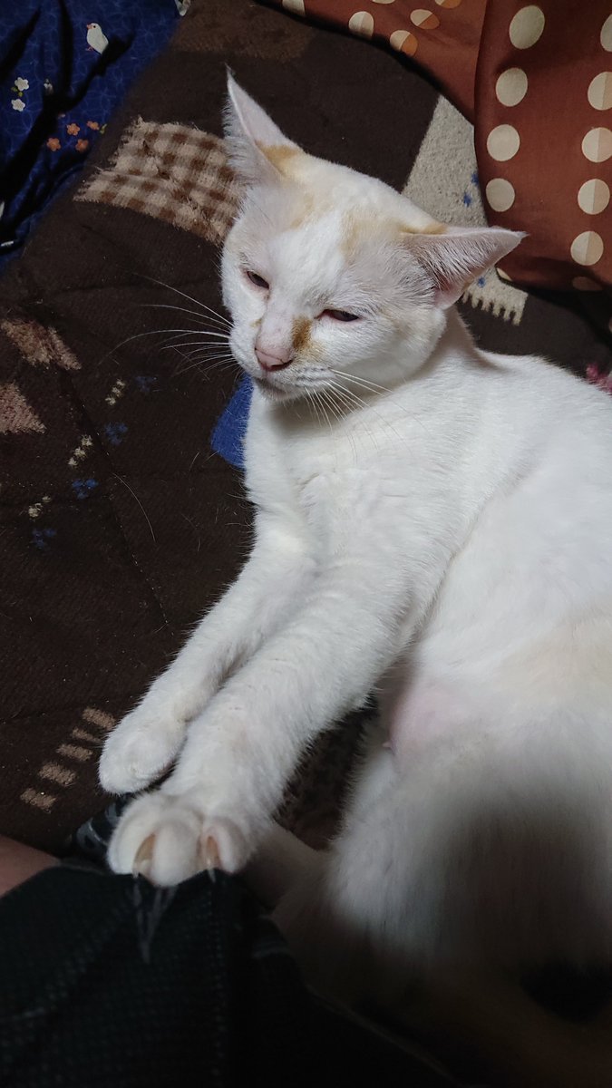 kyokora's tweet photo. 「ねーちゃん部屋行くでー？一緒に行く？」って とうふ に聞いたら引き留められたw https://t.co/FDU8WPwbsn