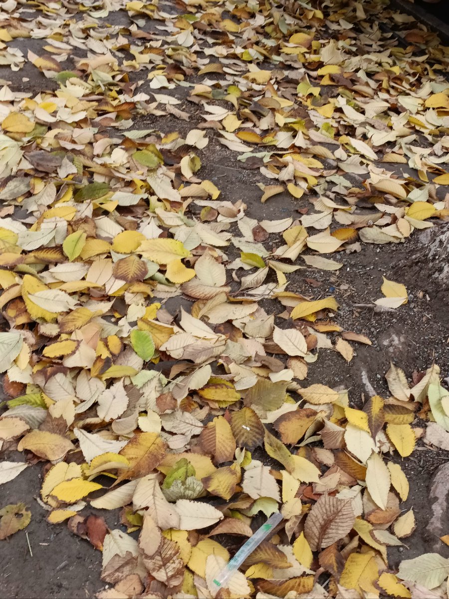 KeeshaShehorn's tweet photo. Autumn air’s crisp, leaves turning gold—perfect for a morning walk with a warm latte in hand!， https://t.co/8IHF0tgQRu