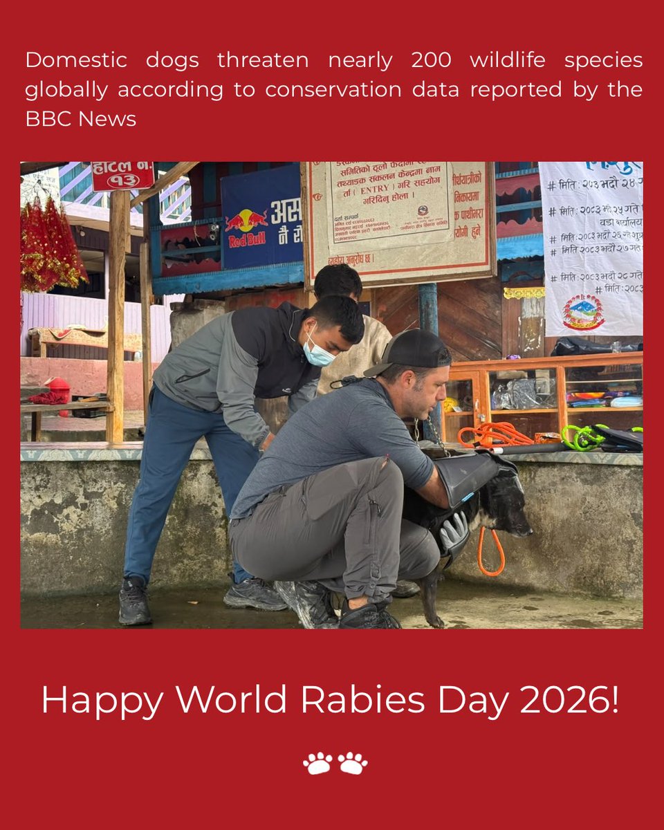 RedPandaNetwork's tweet photo. Happy World Rabies Day 2026! 

Out of the nearly 200 threatened species, the International Union for Conservation of Nature @iucnred_list classifies 30 as critically endangered, 71 as endangered, and 87 as vulnerable. 

In collaboration with local municipalities, we vaccinate more than 2,000 stray and free-roaming dogs with anti-rabies vaccine each year. 

Early this September in collaboration with @saferedpanda and @humaneinnovations we also trained our Forest Guardians, veterinarian and field staff on dog handling. 

We thank @saferedpanda and @humaneinnovations for capacity building support and all our supporters making this vaccination campaign possible. 

@rabiesalliance 

#WorldRabiesDay #WorldRabiesDay2026