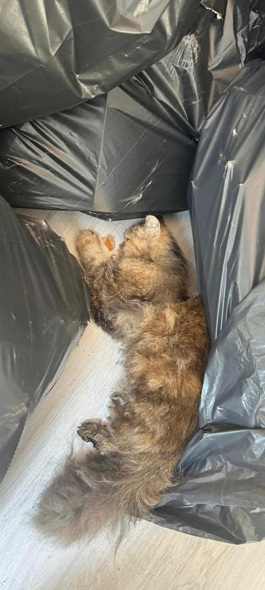 profdrfrijit's tweet photo. Bakın bu kızı 1 ay kadar önce çöpten bulduk.
Bildiğin çöp, öldü diye atmışlar hayvanı.
Yandaki foto ise bugünkü hali.

Tweet'i tekrar paylaşıyorum.
Yuva arıyoruz / İstanbul https://t.co/74m7DDkikq