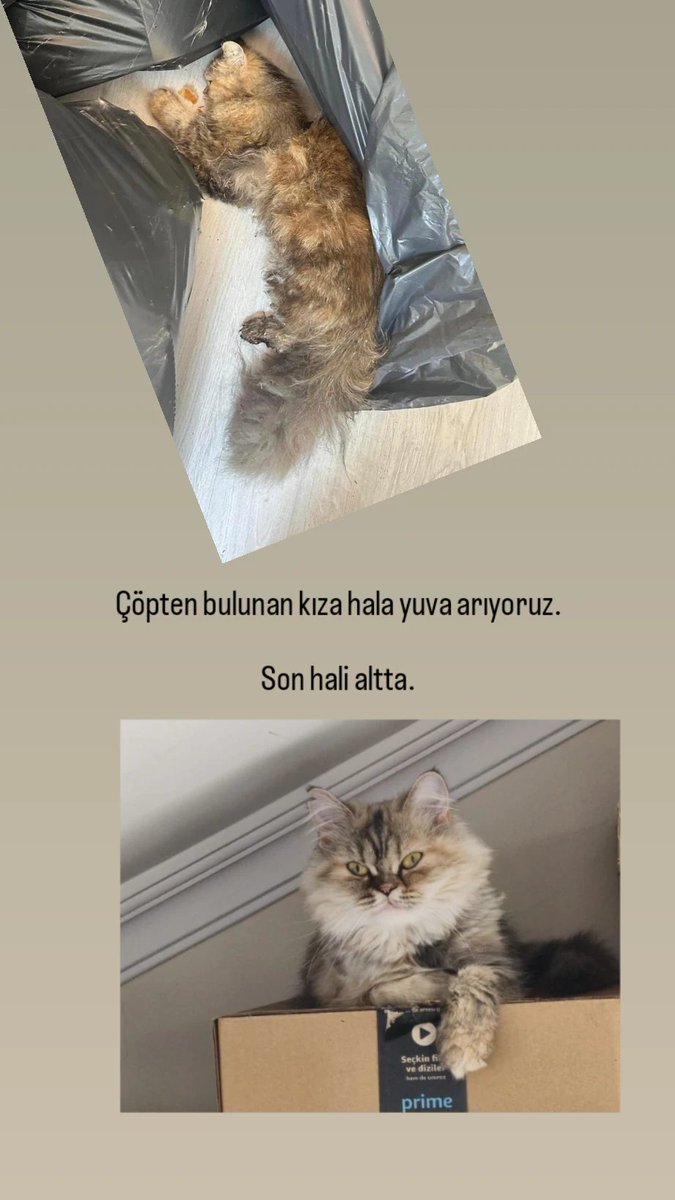 profdrfrijit's tweet photo. Bakın bu kızı 1 ay kadar önce çöpten bulduk.
Bildiğin çöp, öldü diye atmışlar hayvanı.
Yandaki foto ise bugünkü hali.

Tweet'i tekrar paylaşıyorum.
Yuva arıyoruz / İstanbul https://t.co/74m7DDkikq